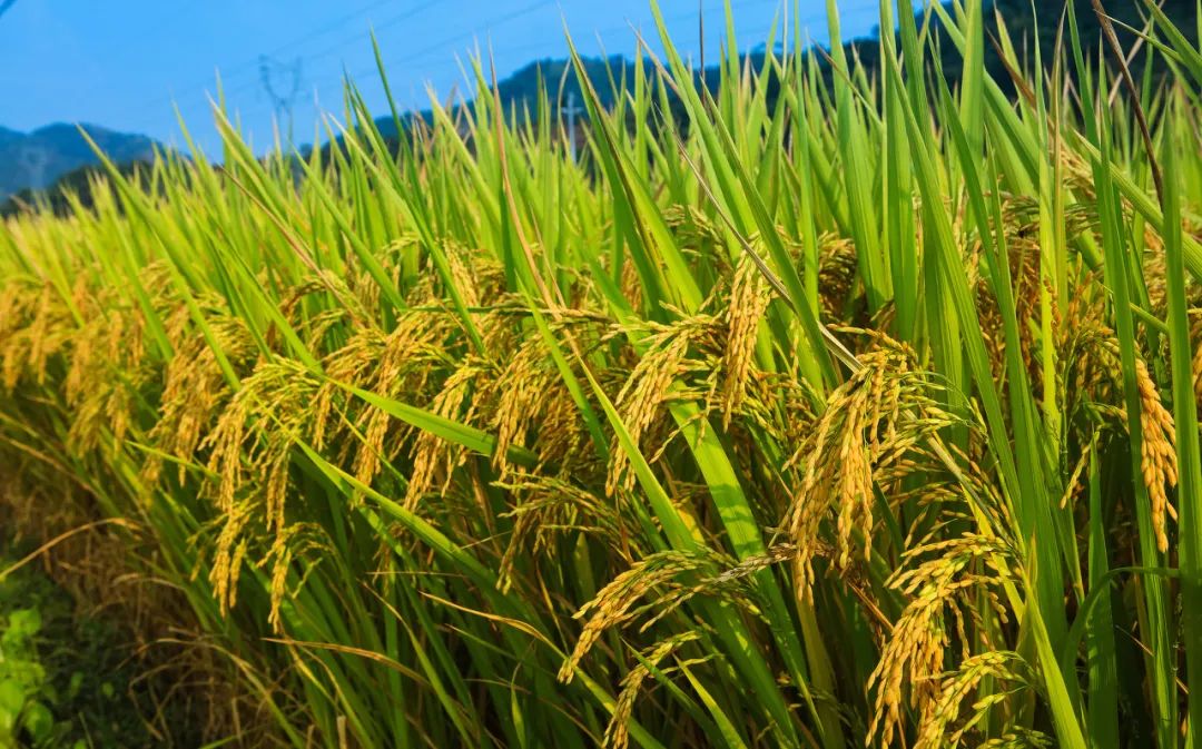 疫情危机下现粮食危机，多国采取措施应对粮食安全问题